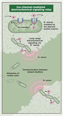 Is Smaller Better? A Proposal to Use Bacteria For Neuroscientific Modeling